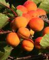Apricot Oil